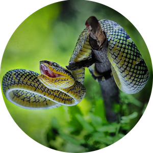 Snakebite!